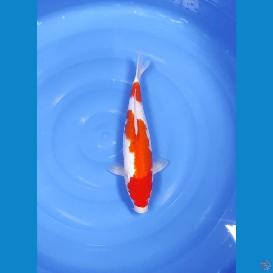 KOHAKU 38 CM