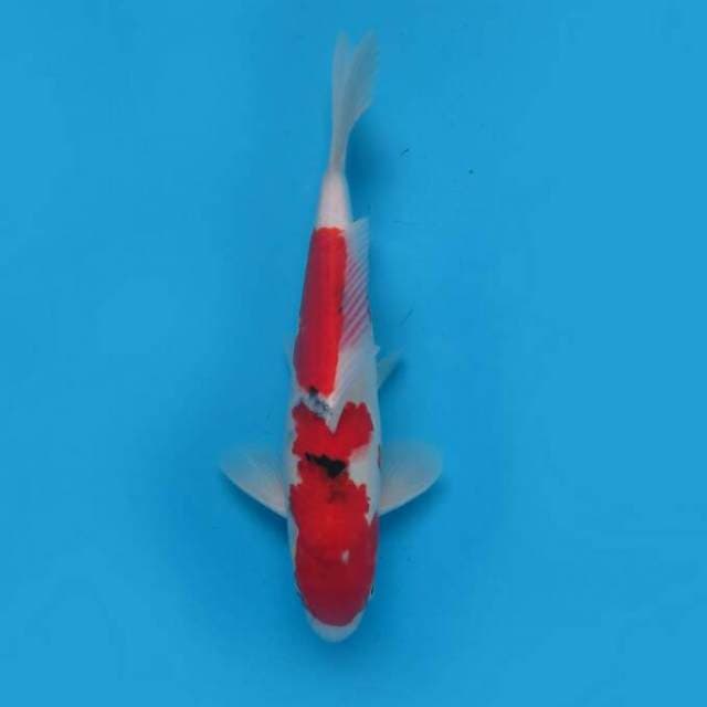 Sanke 32 cm