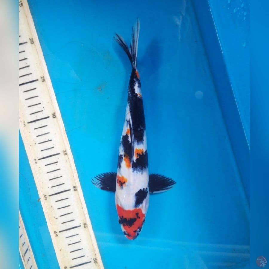 SHOWA 27CM FEMALE