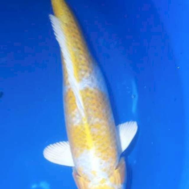 Hariwake