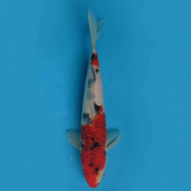 Goromo sanke 30 cm