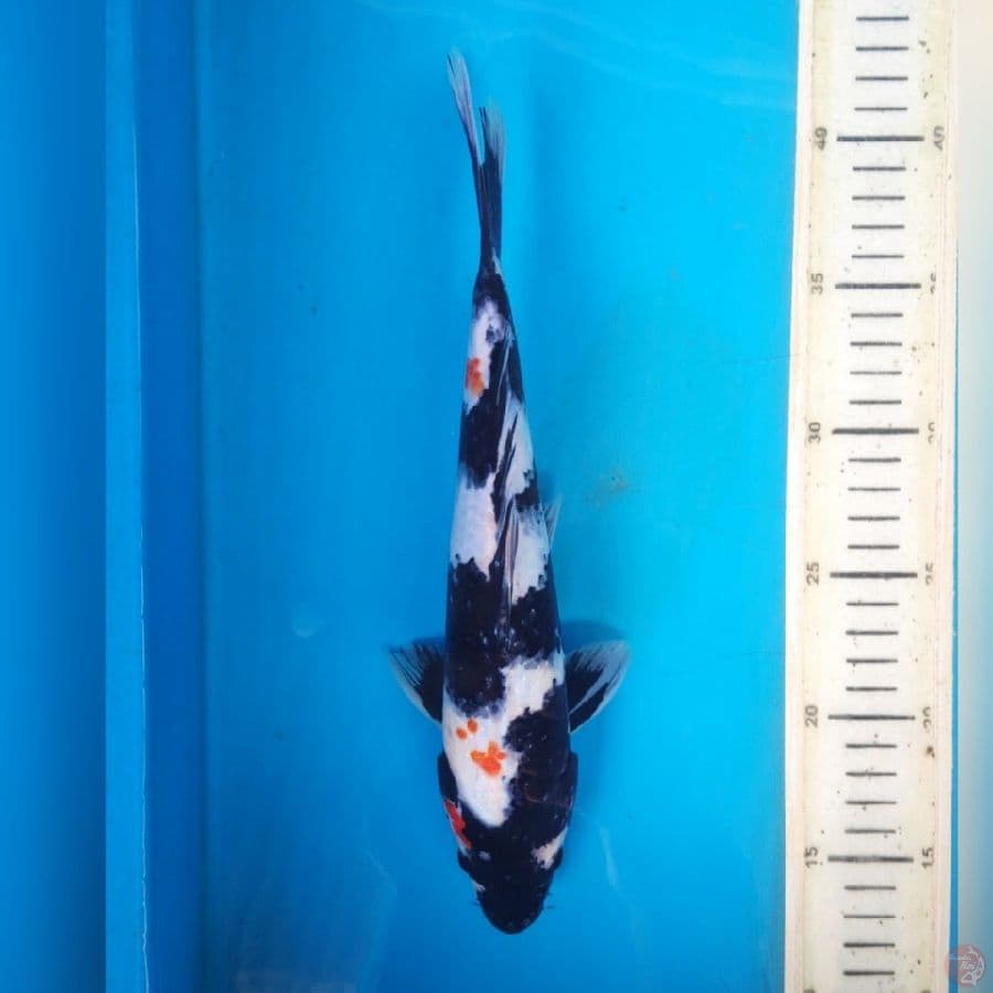 SHOWA 27CM MALE