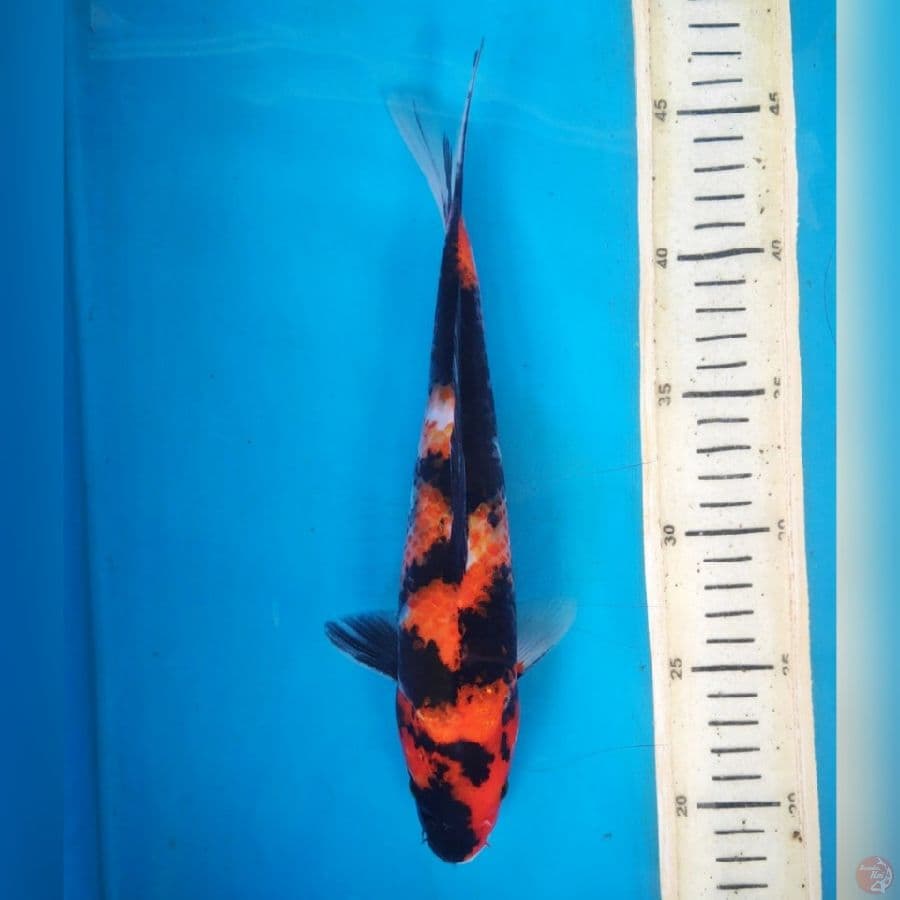 SHOWA 27CM FEMALE