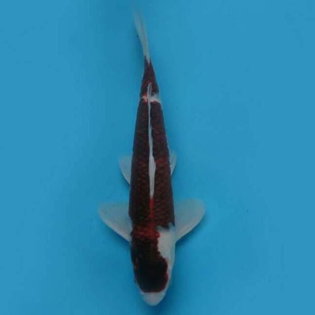 Budo goromo 33cm