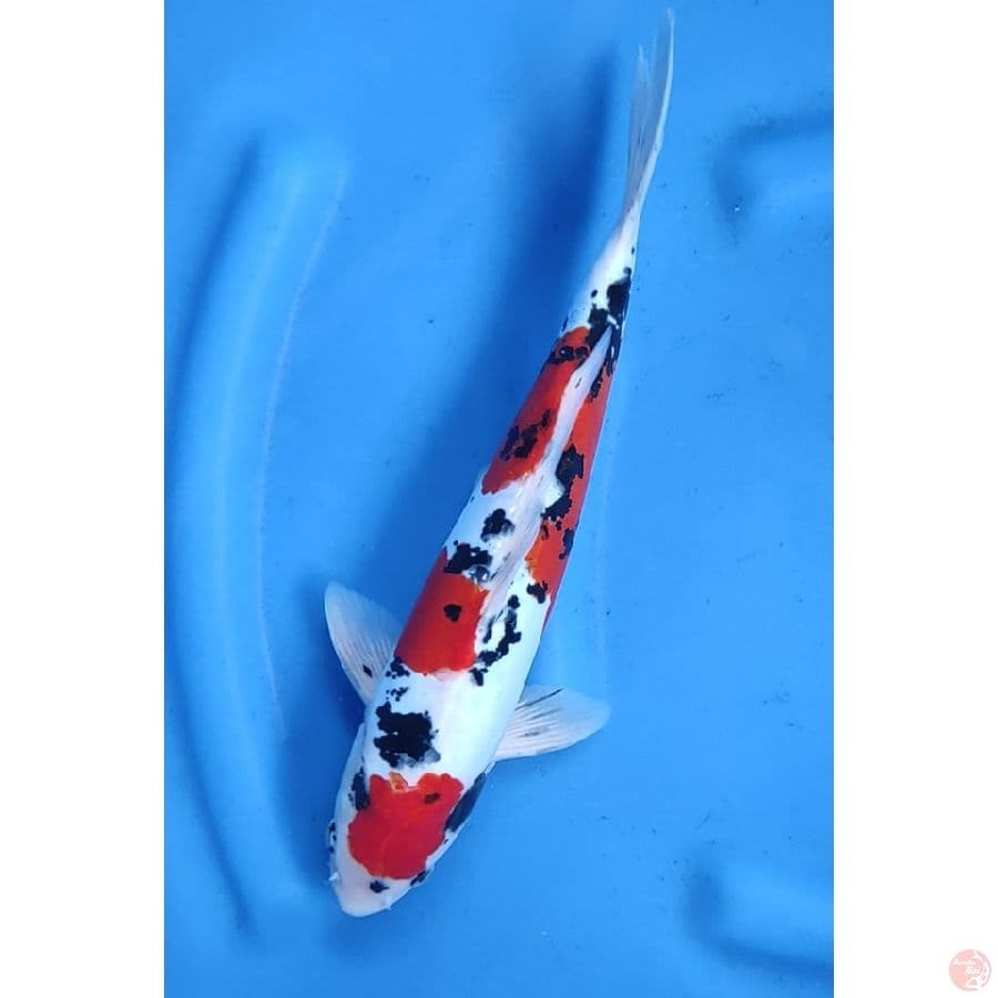34CM # SANKE DOITSU MURNI / MALE