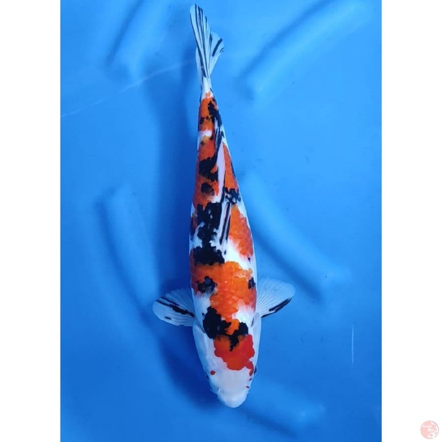 37CM # TAISHO SHANSOKU / FM
