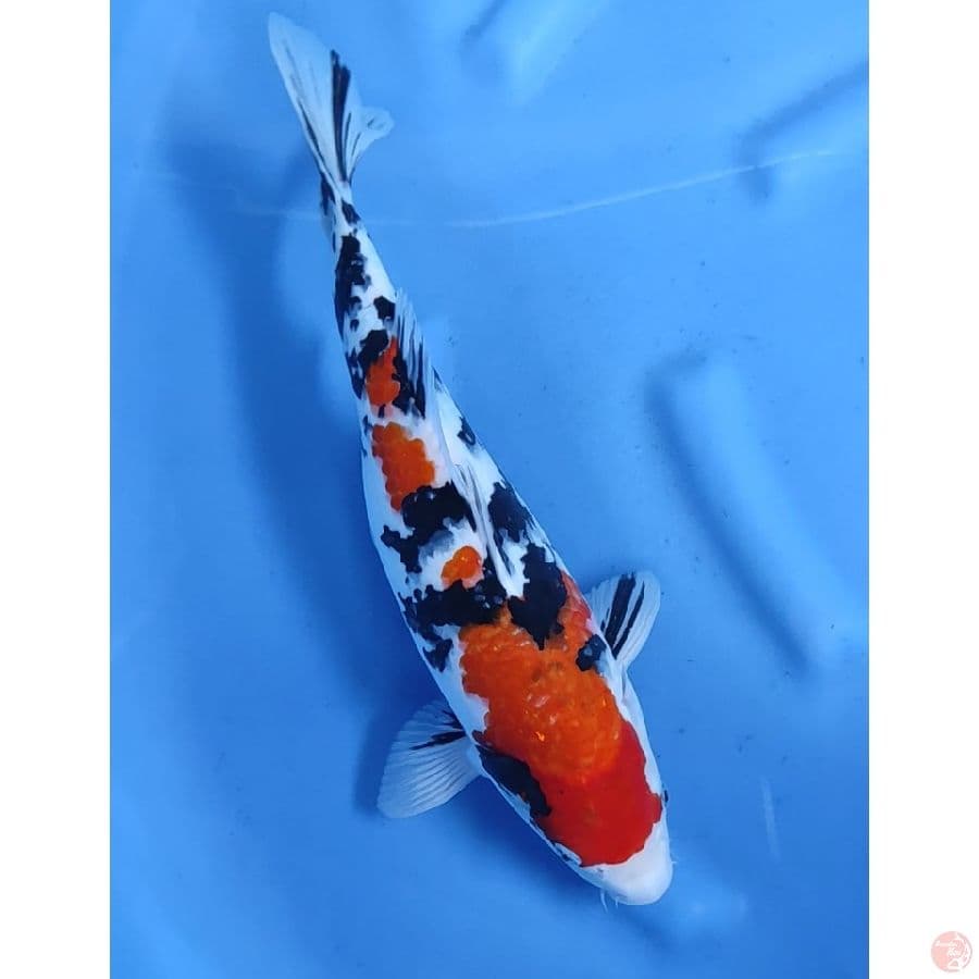 40CM # SANKE JUMBO / FM