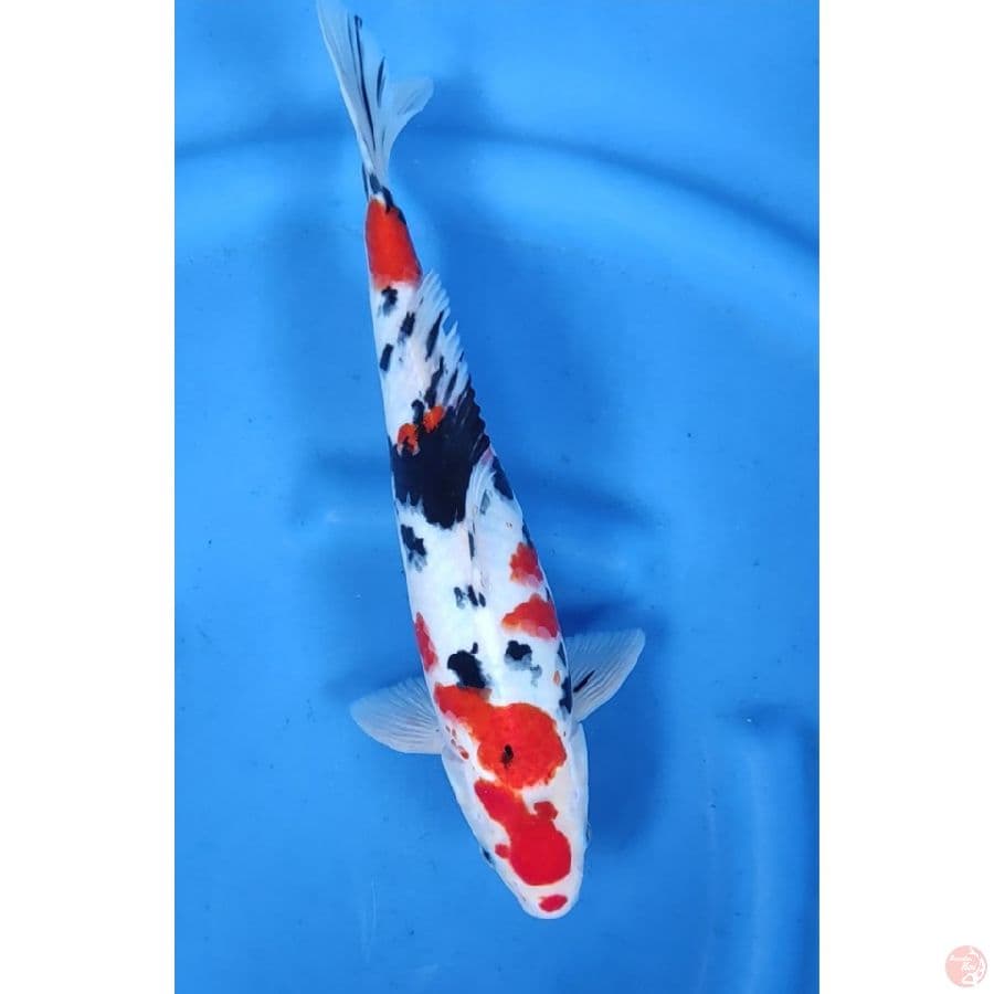 35CM # SANKE RED STRONG / MALE