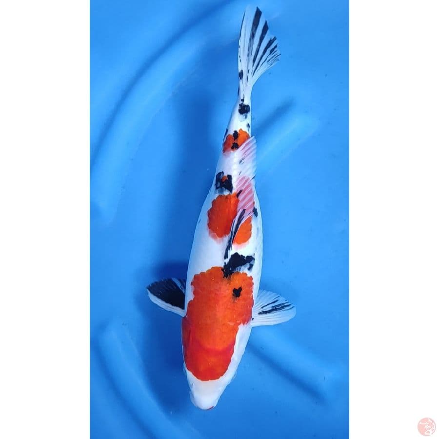 38CM # SANKE HALUS / FM
