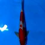 ASOKA 2 ~ KOHAKU BENI STRONG - 36CM