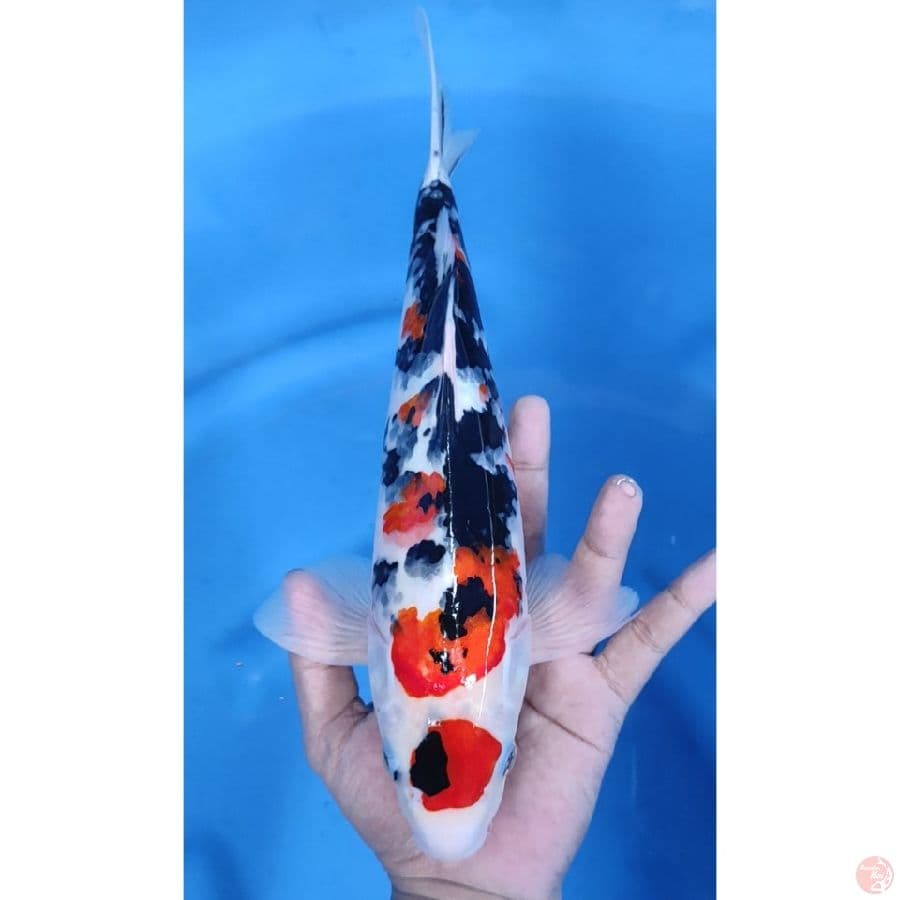 33CM # MARUTEN ORIGINAL / MALE