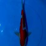 ASOKA 3 ~ KOHAKU ORI INAZUMA - 36CM MALE
