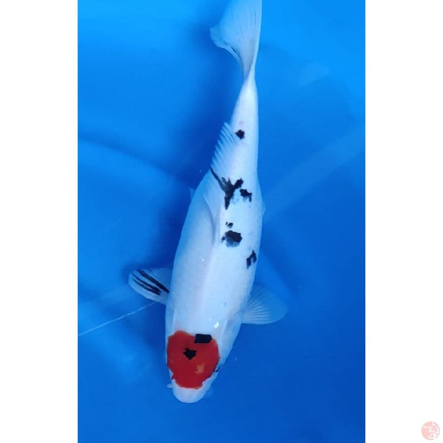 35CM # TANCHO SANKE / FM