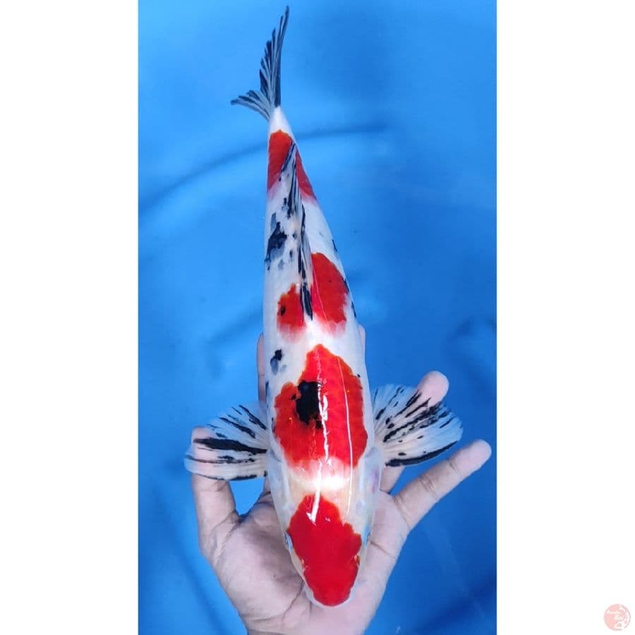 36CM # SANKE 4 STEP ORIGINAL / MALE