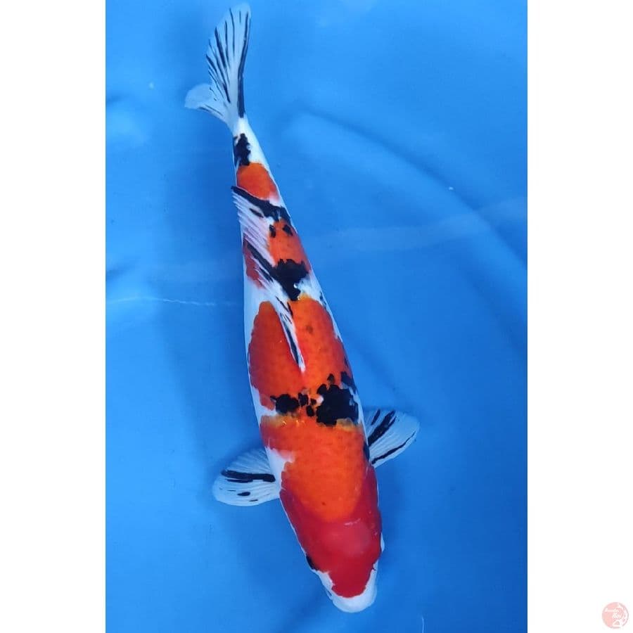 39CM # SANKE PATTERN / FM