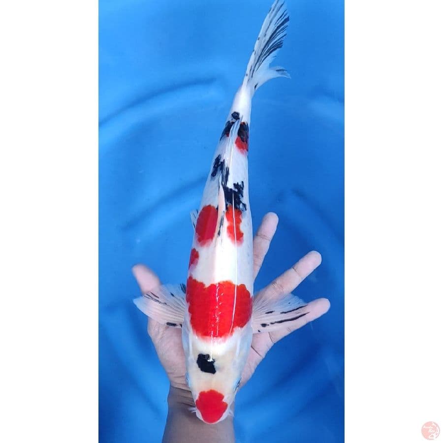 39CM # SANKE RED / MALE