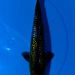 ASOKA 9 ~ OCHIBA GINDRIN - 35CM