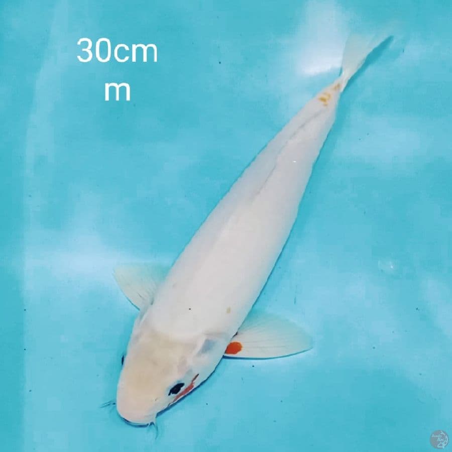 snow asagi 30cm