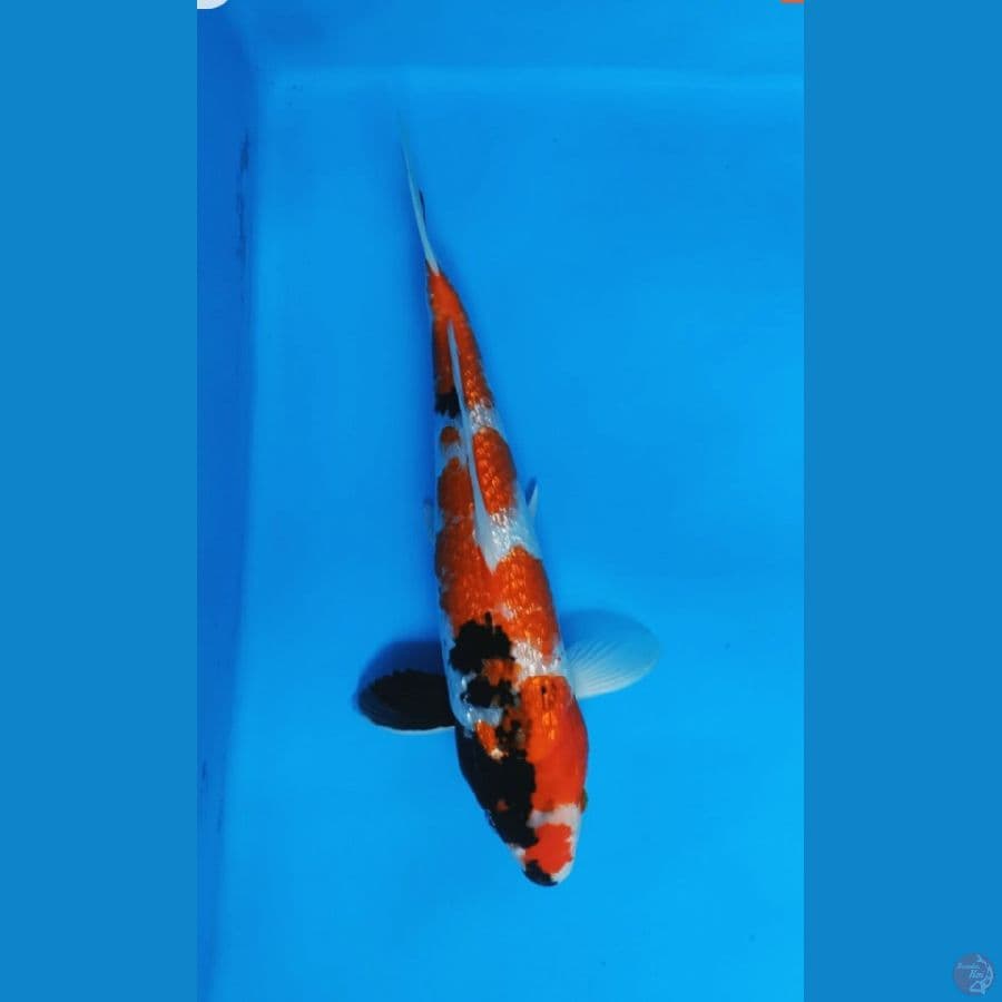 showa Ginrin 34cm