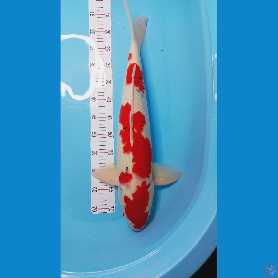 sanke 60 cm male