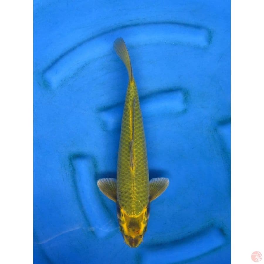 37cm , Male - Hulk Kawarimono