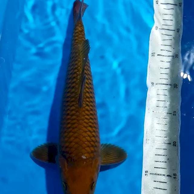 CHAGOI TEMBAGA PUNUK 35 CM JANTAN