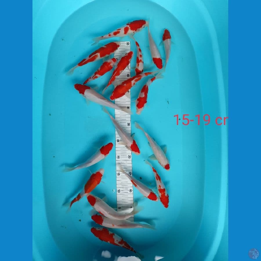 paket kohaku 15-19 cm 