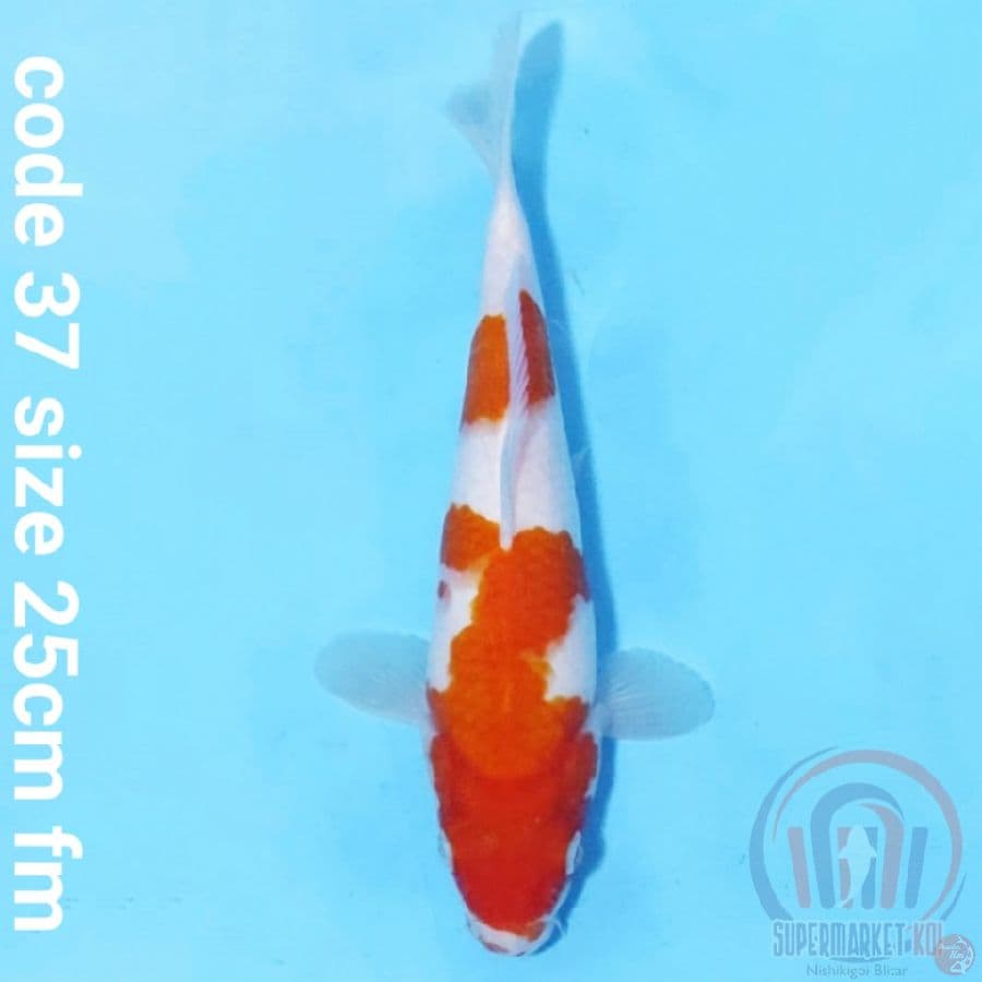 Kohaku original