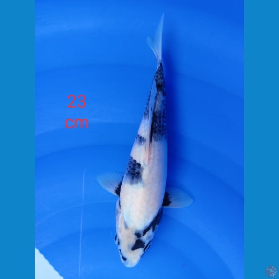 shiro sumi glow 23 cm