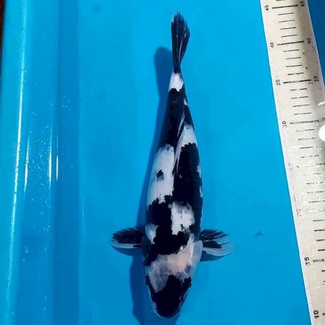 SHIRO 32 CM