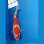 kohaku gindrin