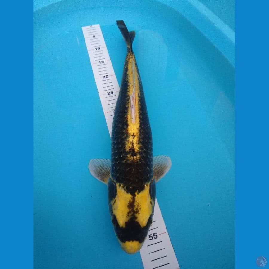51cm Kabuto Jumbo 