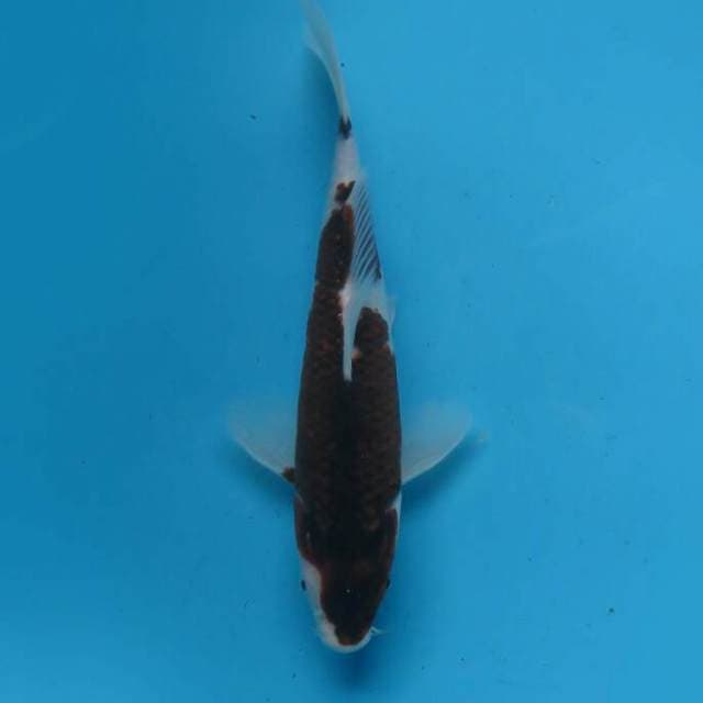Budo goromo 25cm