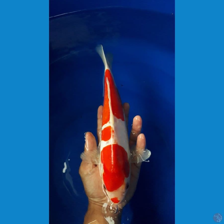 Kohaku Doitsu/Male/30cm