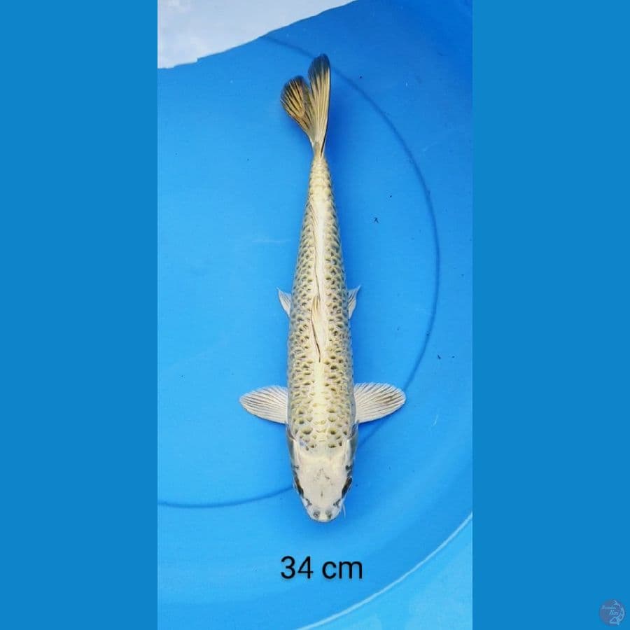mukashi gold 34 cm