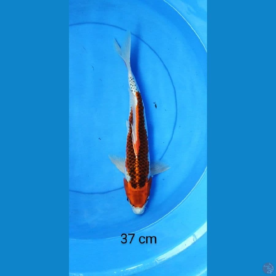 kujaku 37 cm