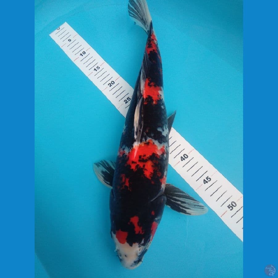 49 Showa jumbo/male
