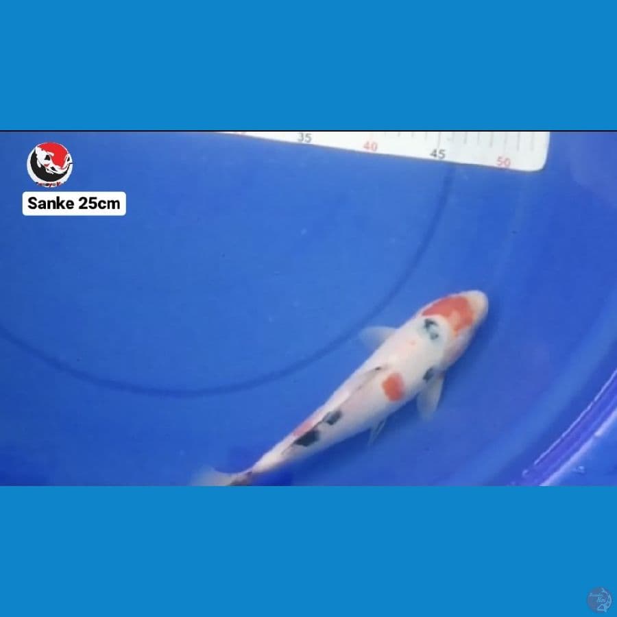 SANKE 25CM --- CANAYA KOI FARM