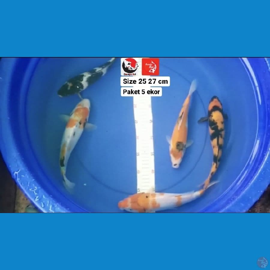 PAKET 5 EKOR --- CANAYA KOI FARM