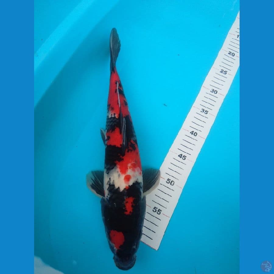 37cm showa/male