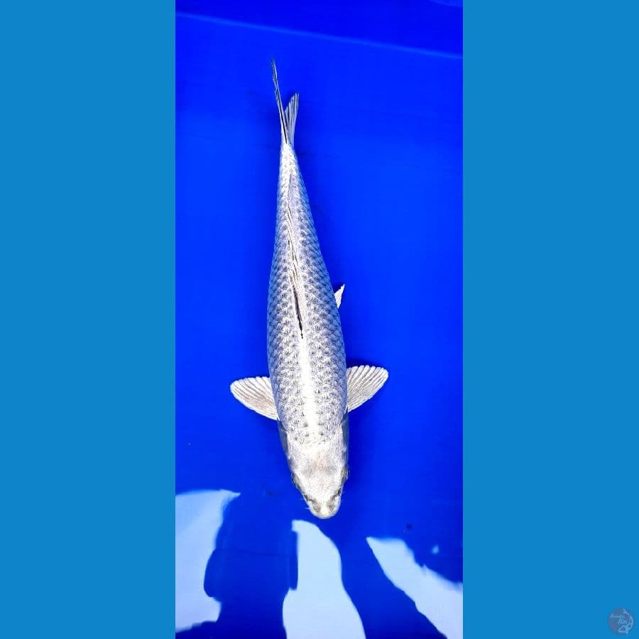Mukasi ogon Ginrin 35 Cm