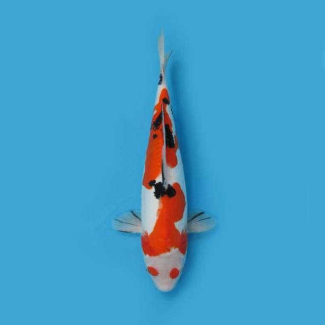 SANKE DOITSU 35 CM