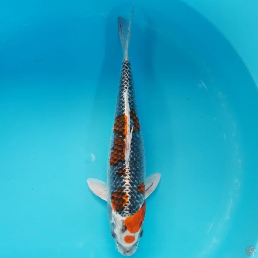 Kujaku Male 37cm