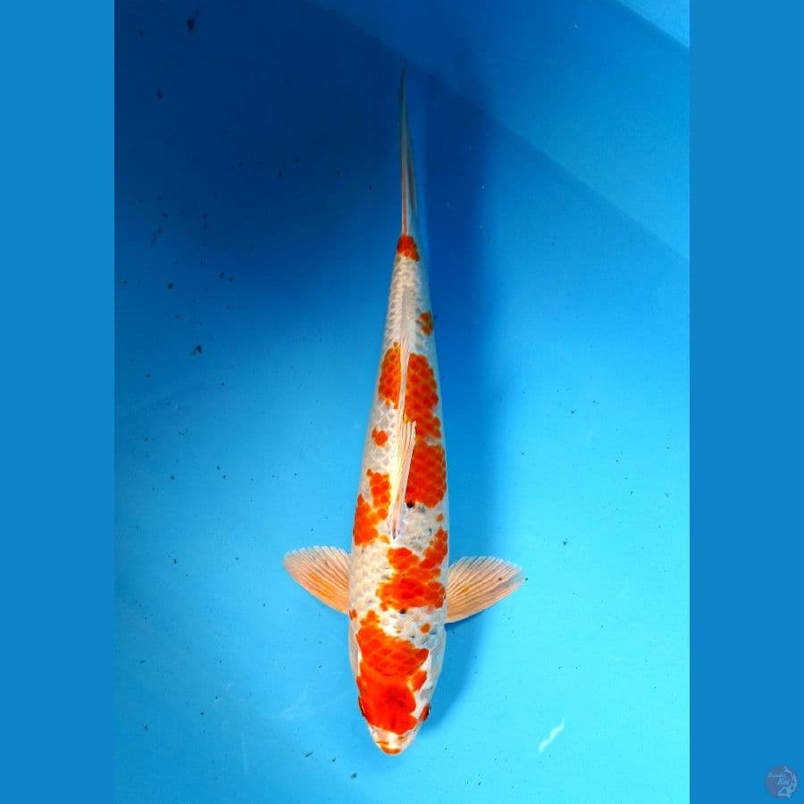 sakura ogon 35cm