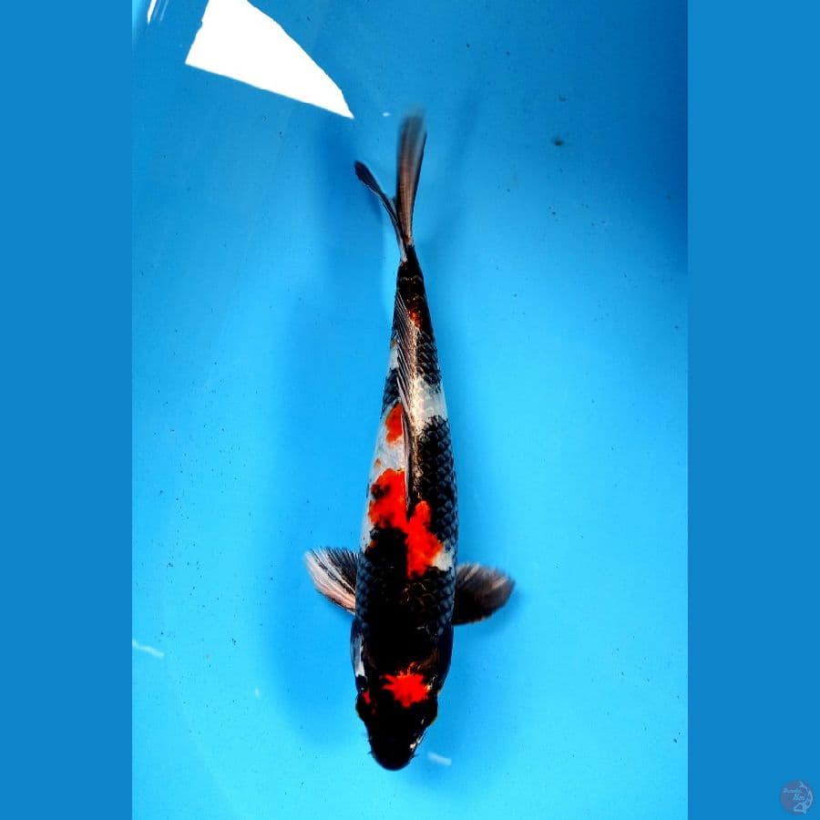 kin showa 28cm