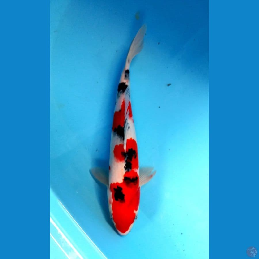sanke 29cm
