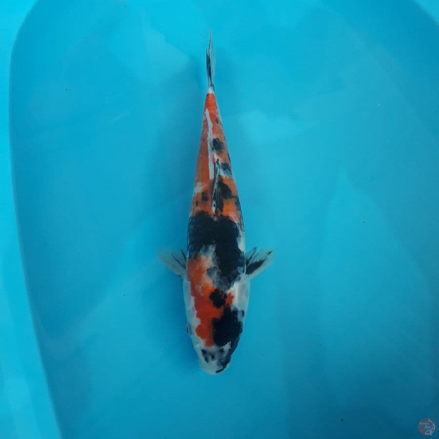 showa sanshoku garang