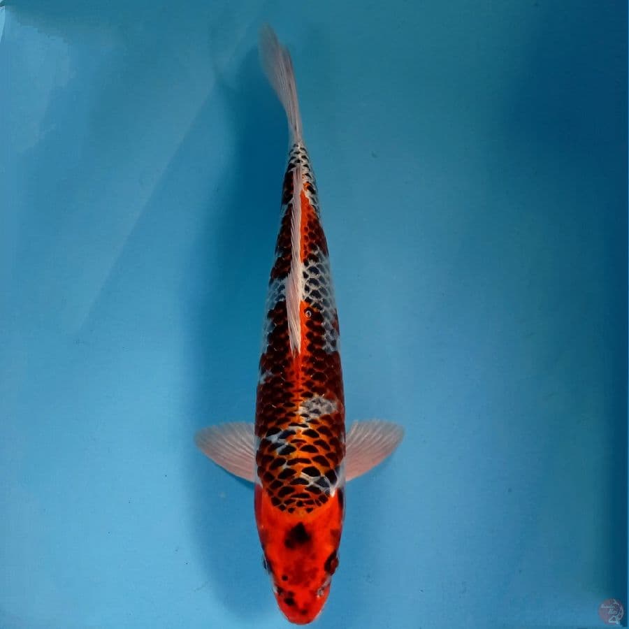 kujaku, 37 cm