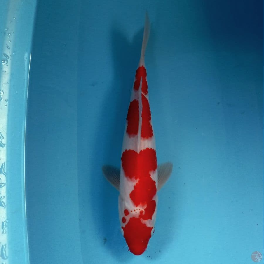 kohaku, 32 cm