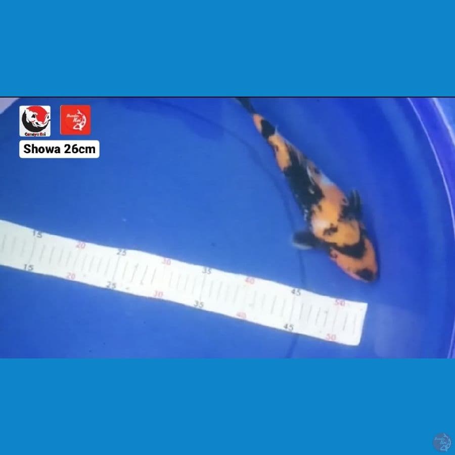 SHOWA 26CM --- CANAYA KOI FARM